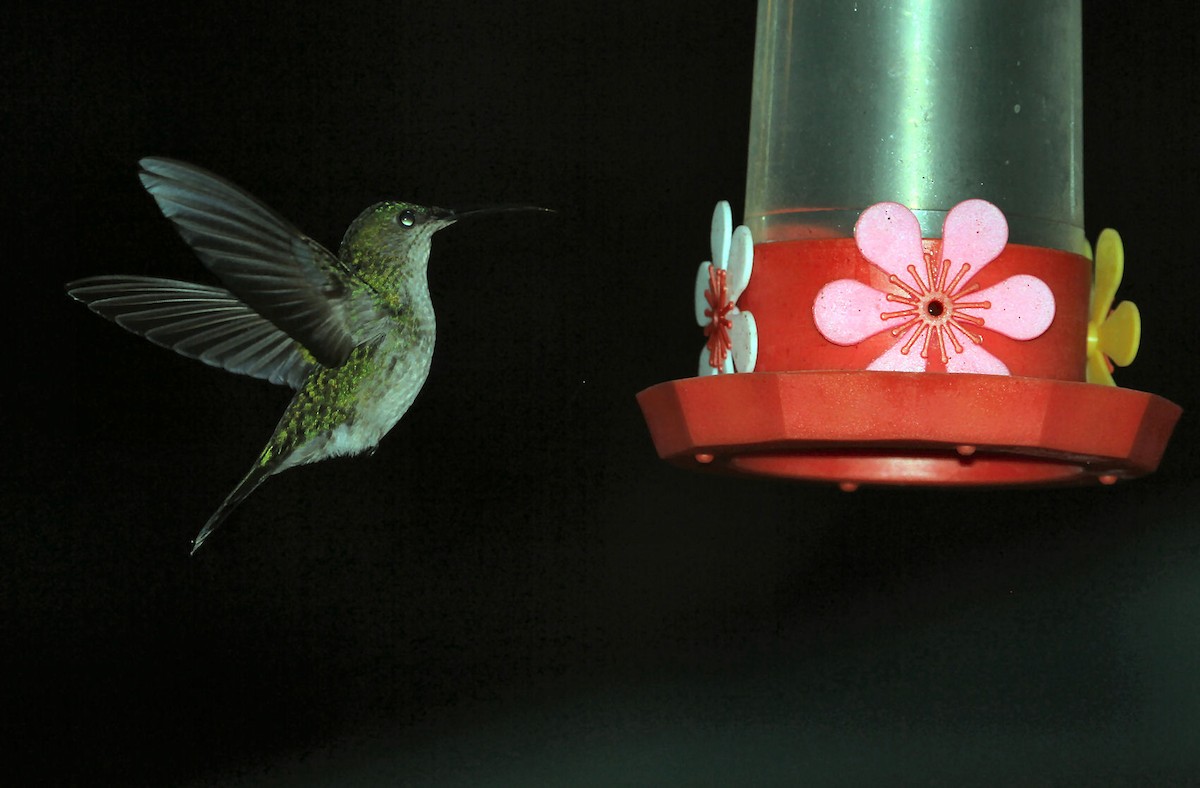 kolibřík zrcadlový - ML250198861