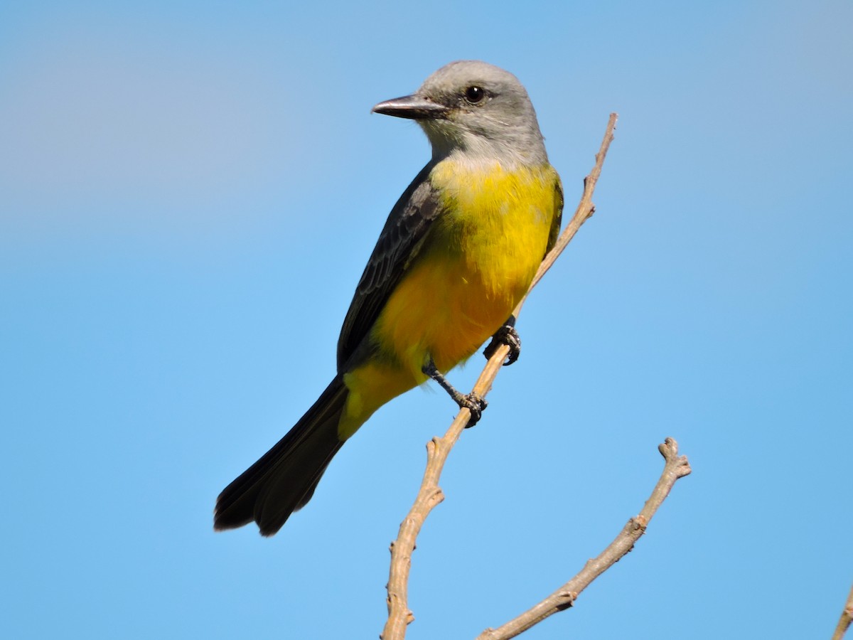 Tropical Kingbird - ML250199141