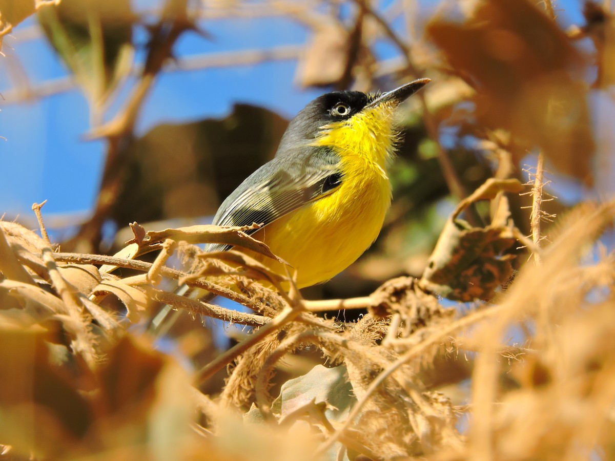 Common Tody-Flycatcher - ML250201181