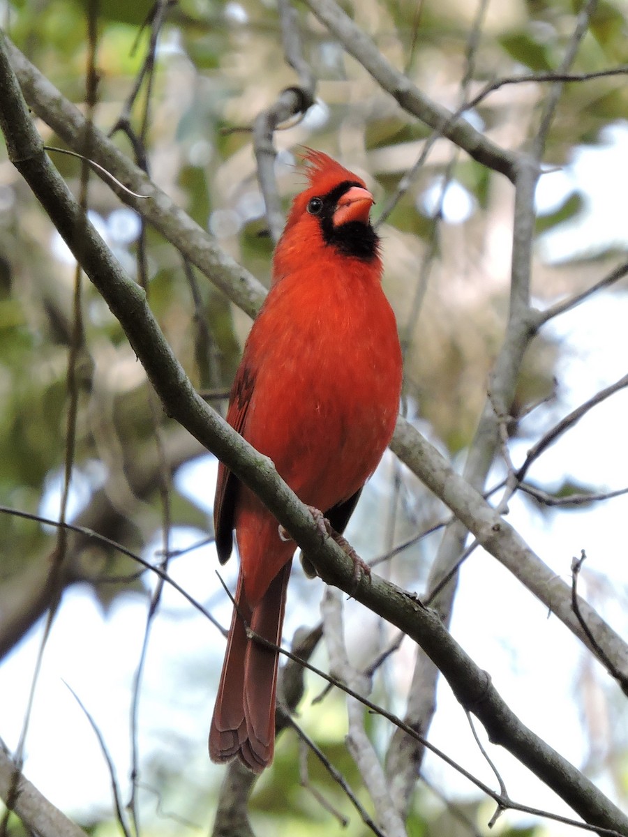 Northern Cardinal - ML250202271