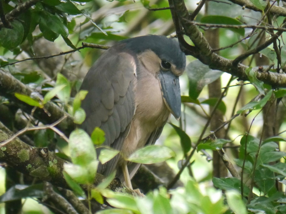 Boat-billed Heron - ML250202371