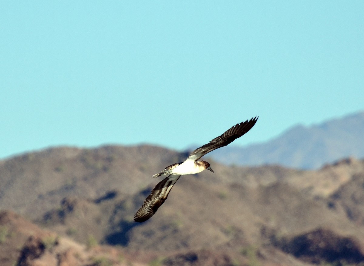 Blue-footed Booby - ML250203261