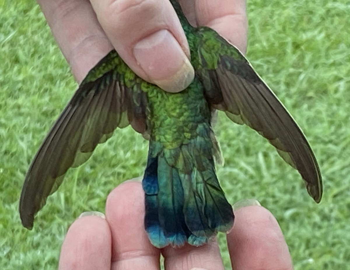 kolibřík zelený - ML250206421