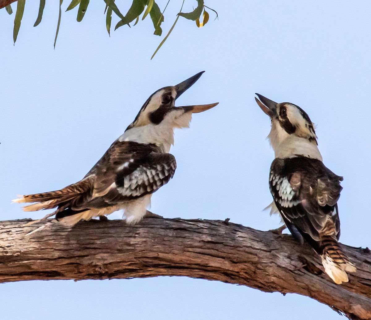 Laughing Kookaburra - ML250206511