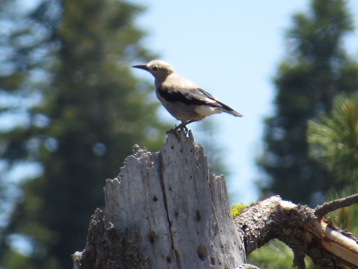 Clark's Nutcracker - ML250206561