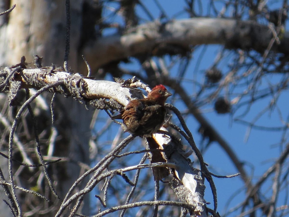 Cassin's Finch - ML250206831