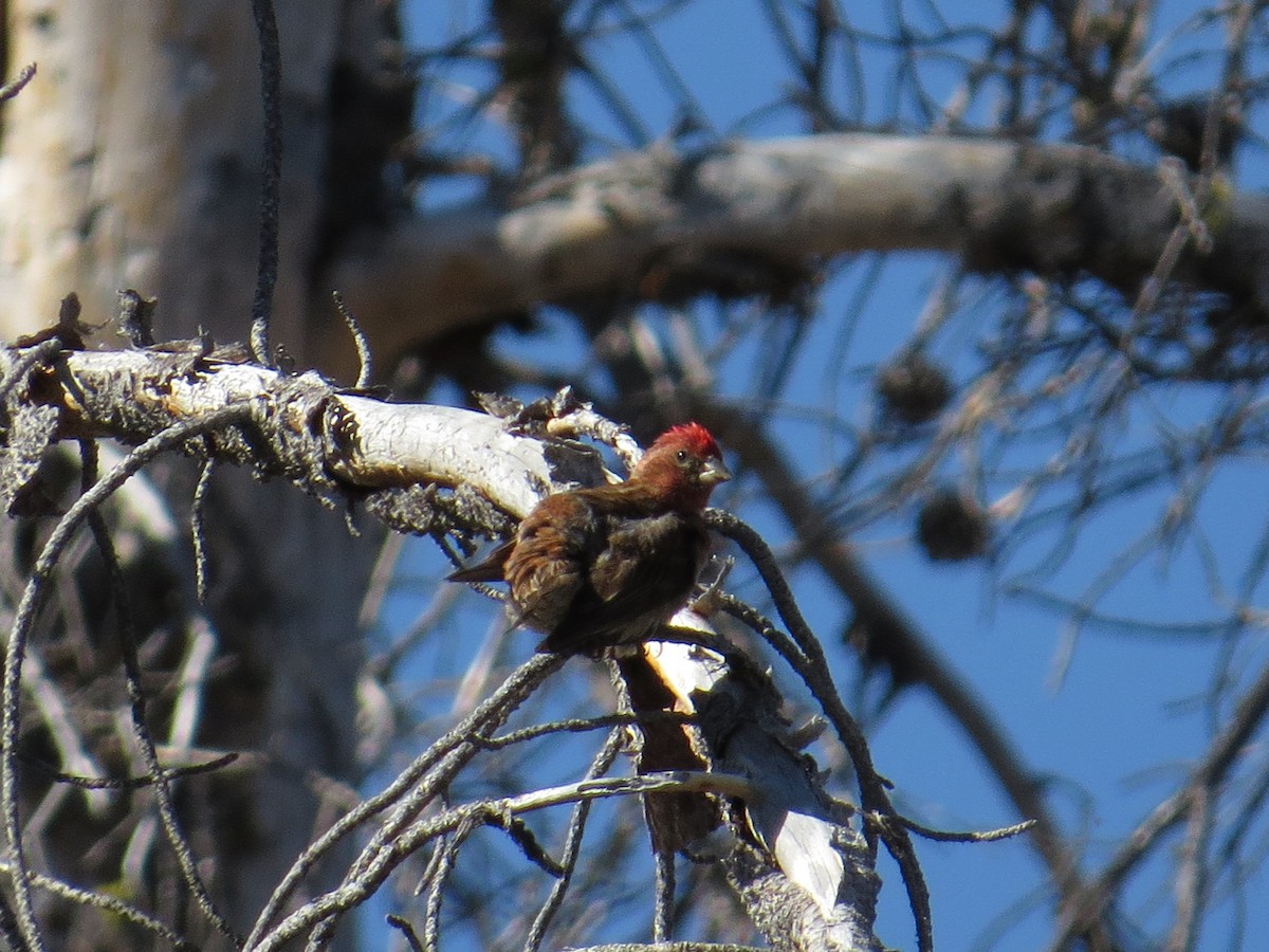Cassin's Finch - ML250206841