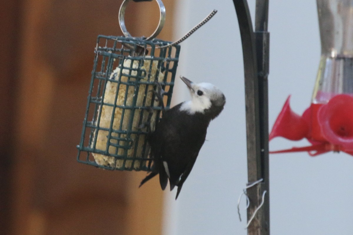 White-headed Woodpecker - ML250206891