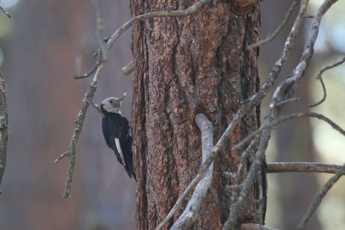 White-headed Woodpecker - ML250206911