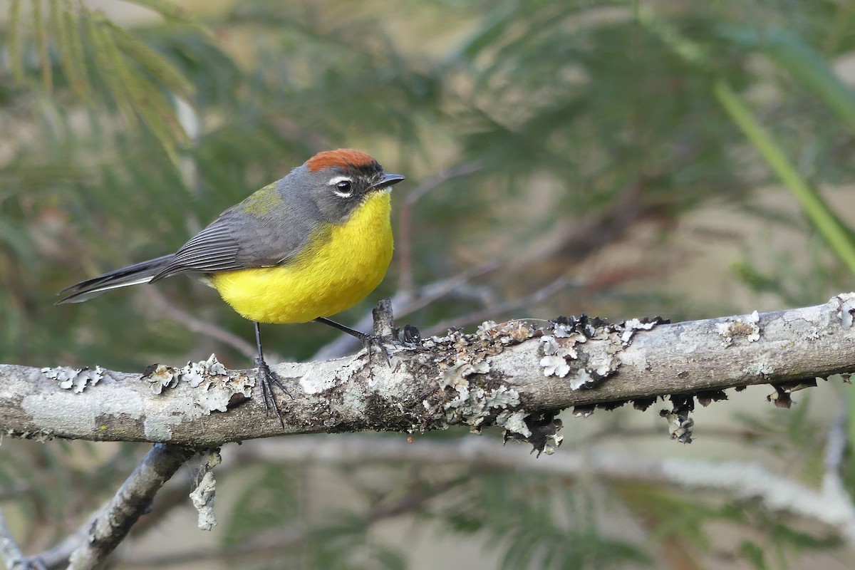 Brown-capped Redstart - Jorge  Quiroga