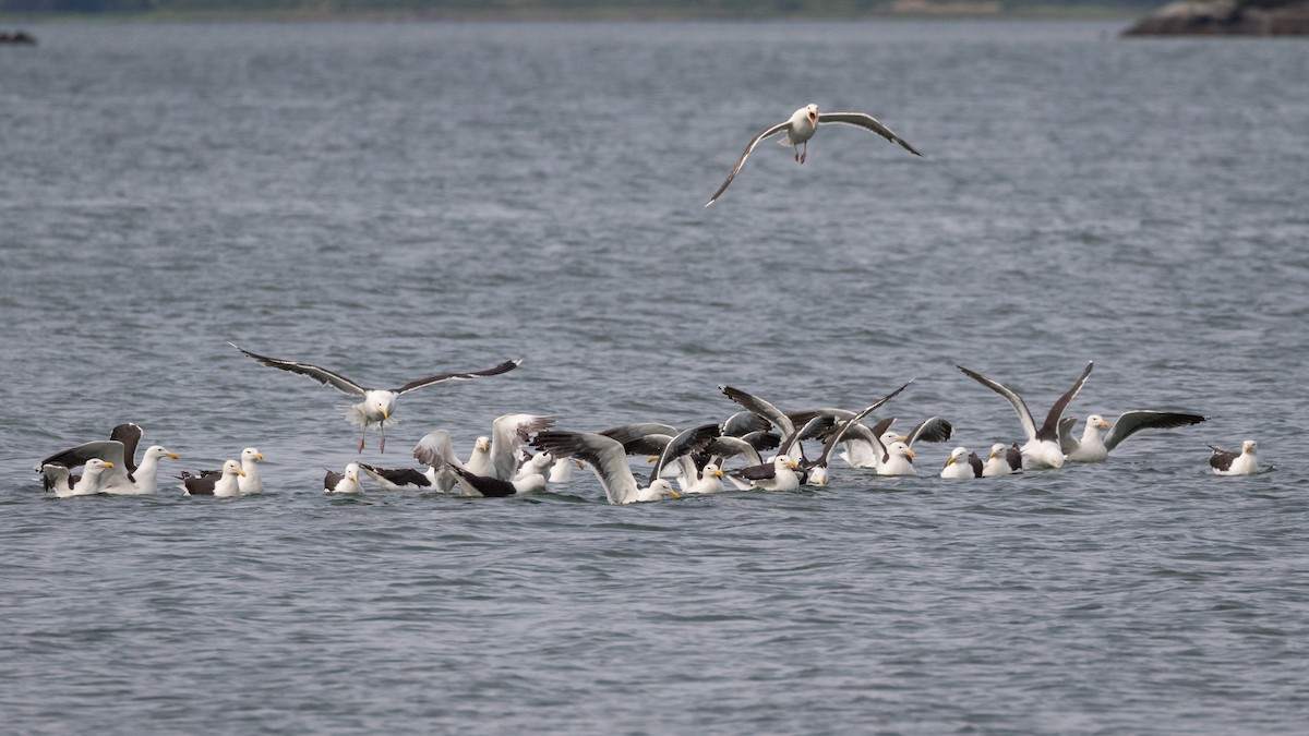 Great Black-backed Gull - Lyall Bouchard