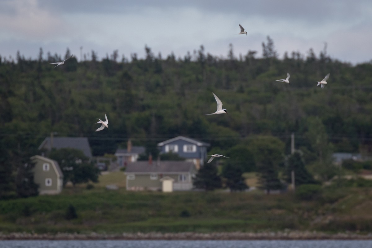 Roseate Tern - ML250208781