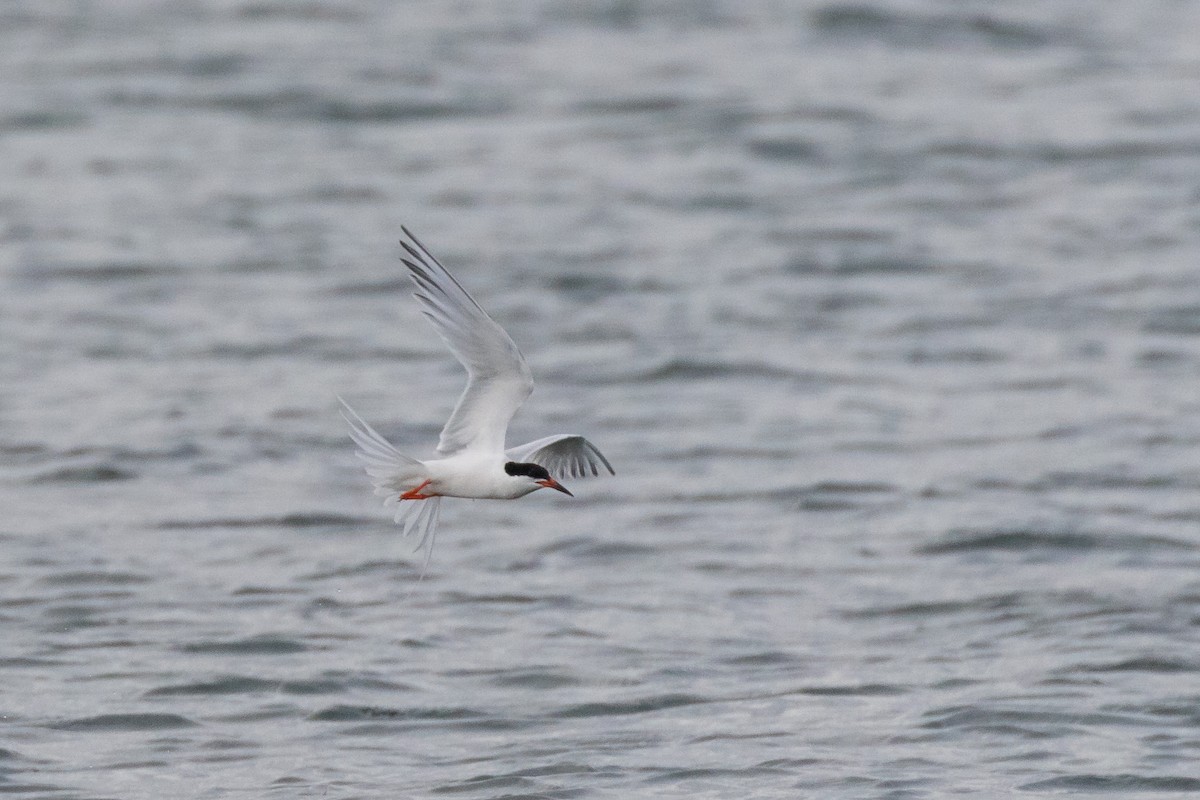 Roseate Tern - Lyall Bouchard