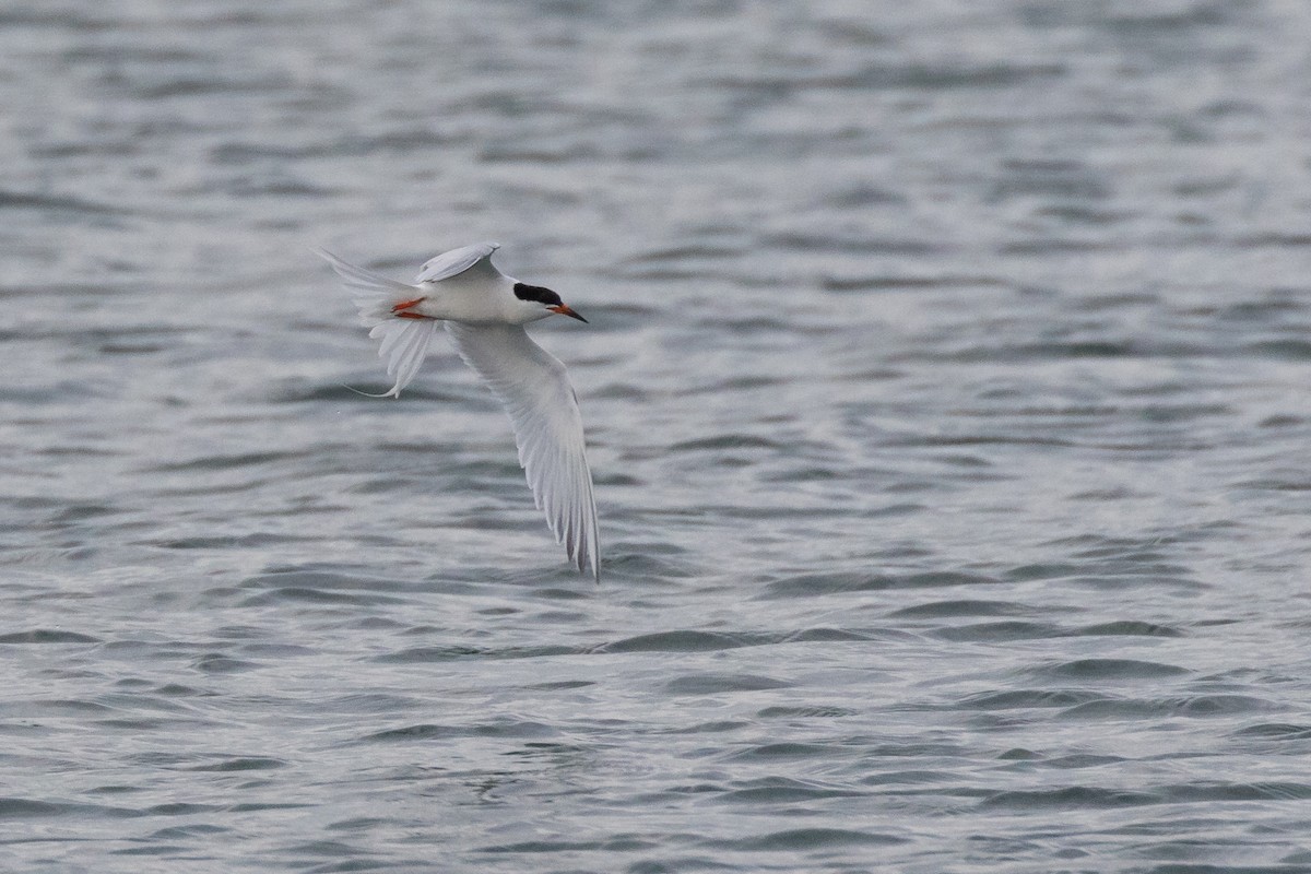 Roseate Tern - Lyall Bouchard