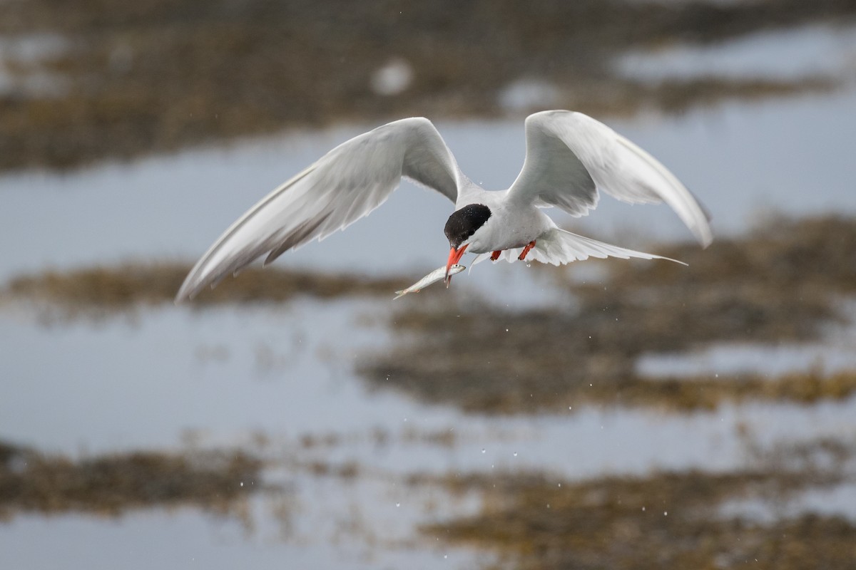 Common Tern - Lyall Bouchard