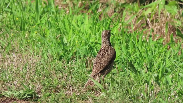 Western Meadowlark - ML250210371