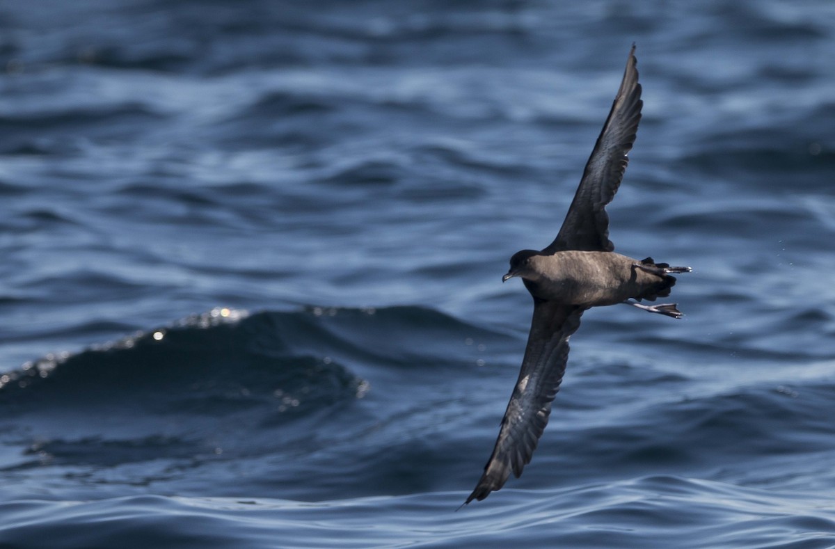 Sooty Shearwater - Vernon Buckle