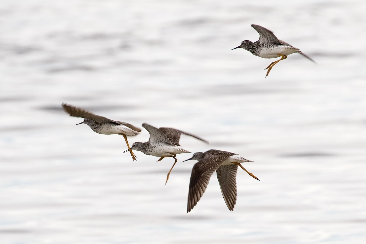 Lesser Yellowlegs - ML250213421