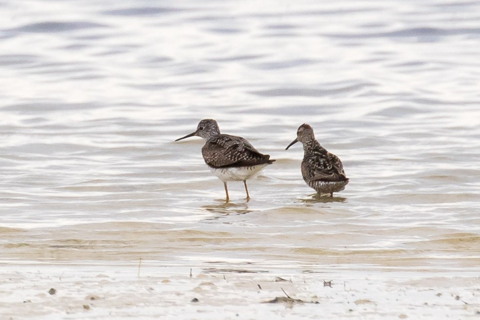 Stilt Sandpiper - ML250213461