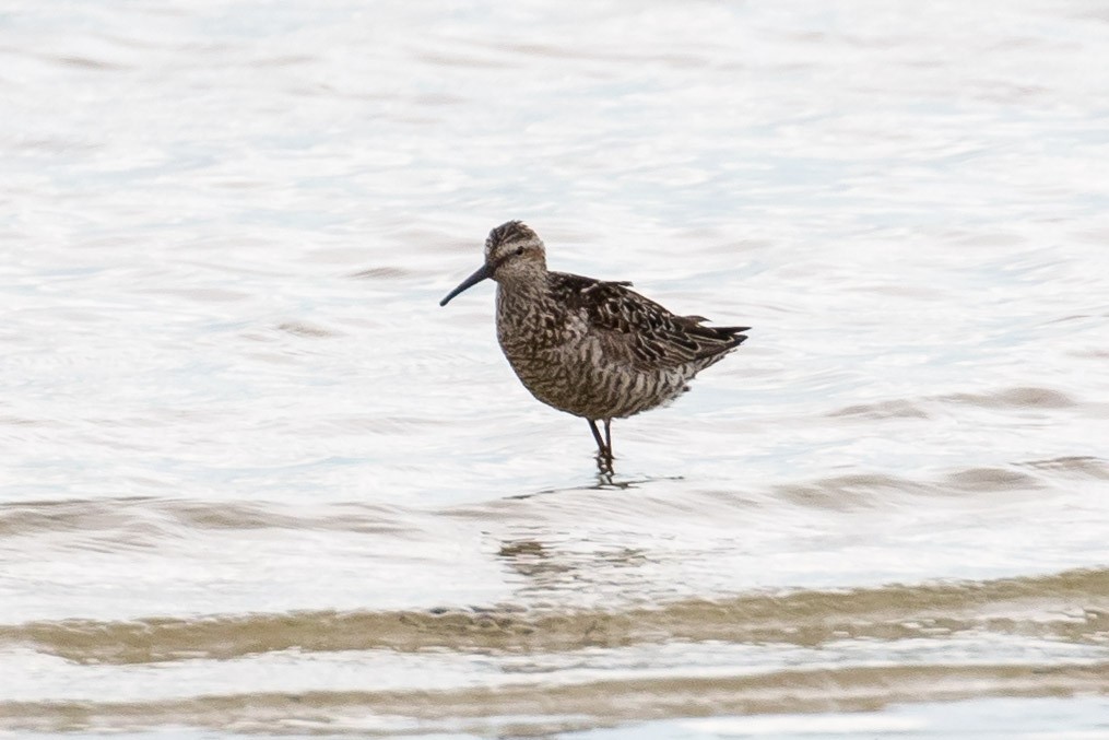 Stilt Sandpiper - ML250213621