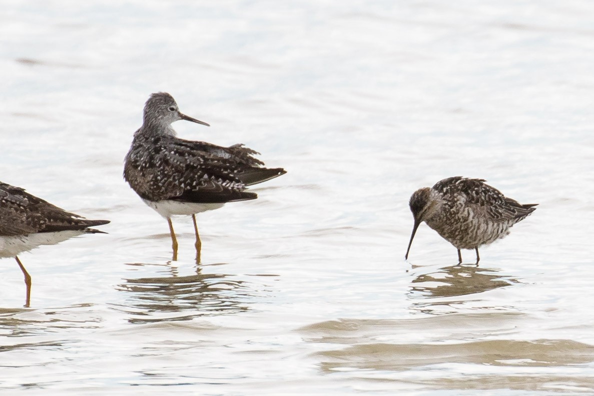 Stilt Sandpiper - ML250213651