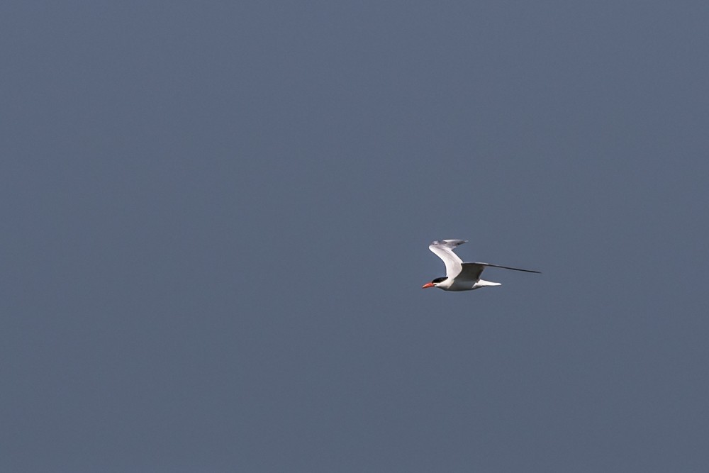 Caspian Tern - ML250216491