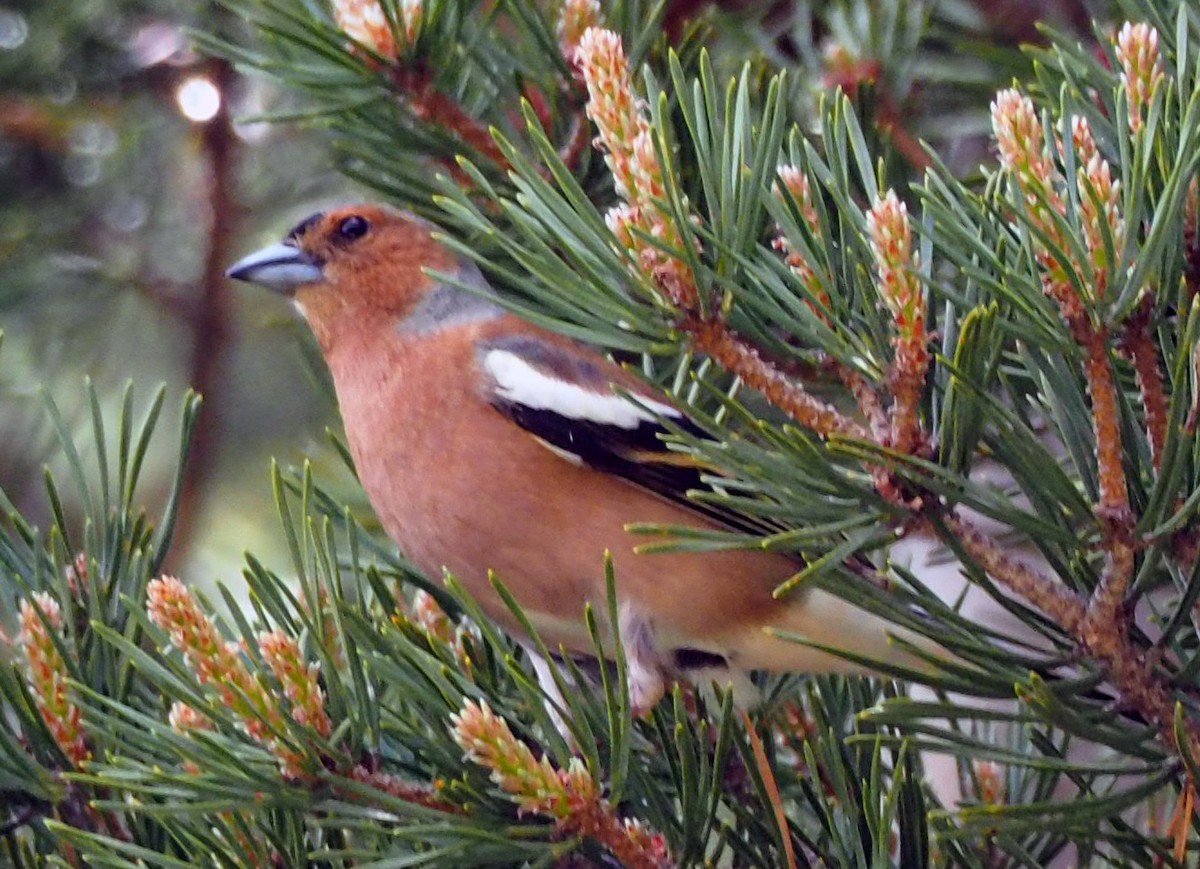 Common Chaffinch - ML250216501