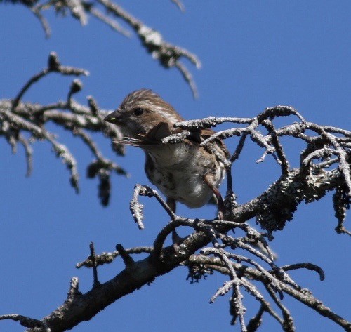 Purple Finch - ML250217641