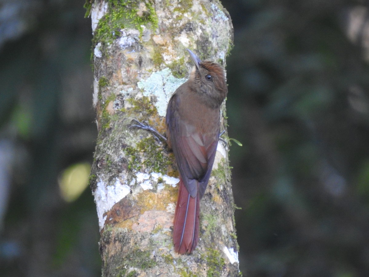 Plain-winged Woodcreeper (Plain-winged) - ML250218401