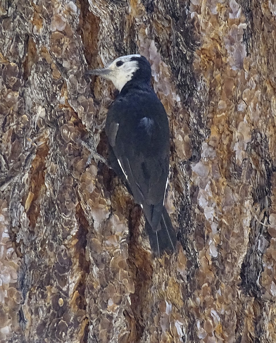 White-headed Woodpecker - ML250219061