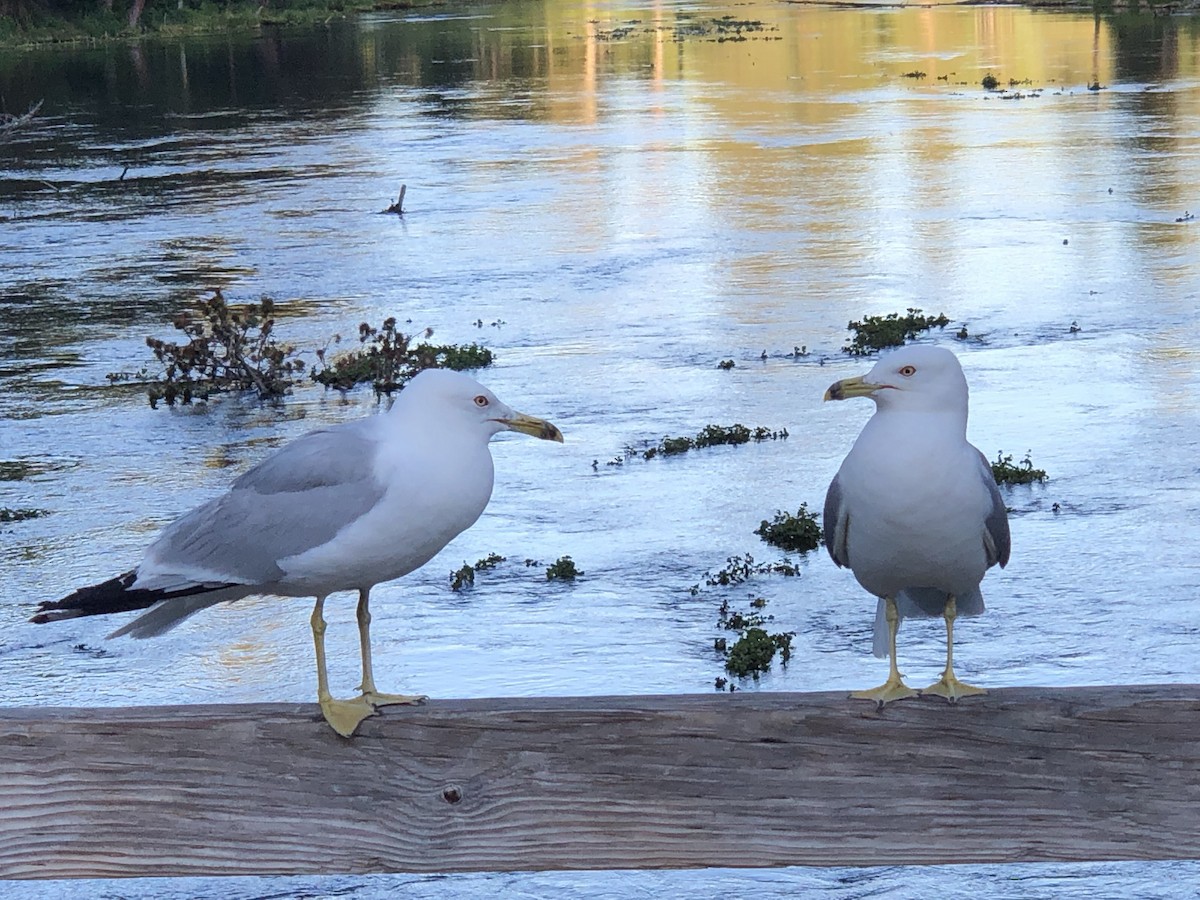 Ring-billed Gull - ML250220241