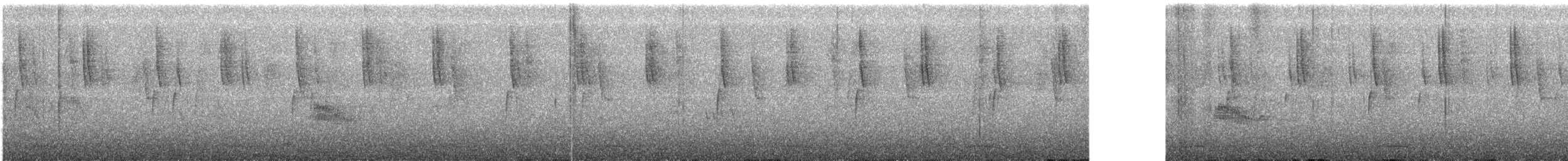 セアカウズラバト - ML250220701