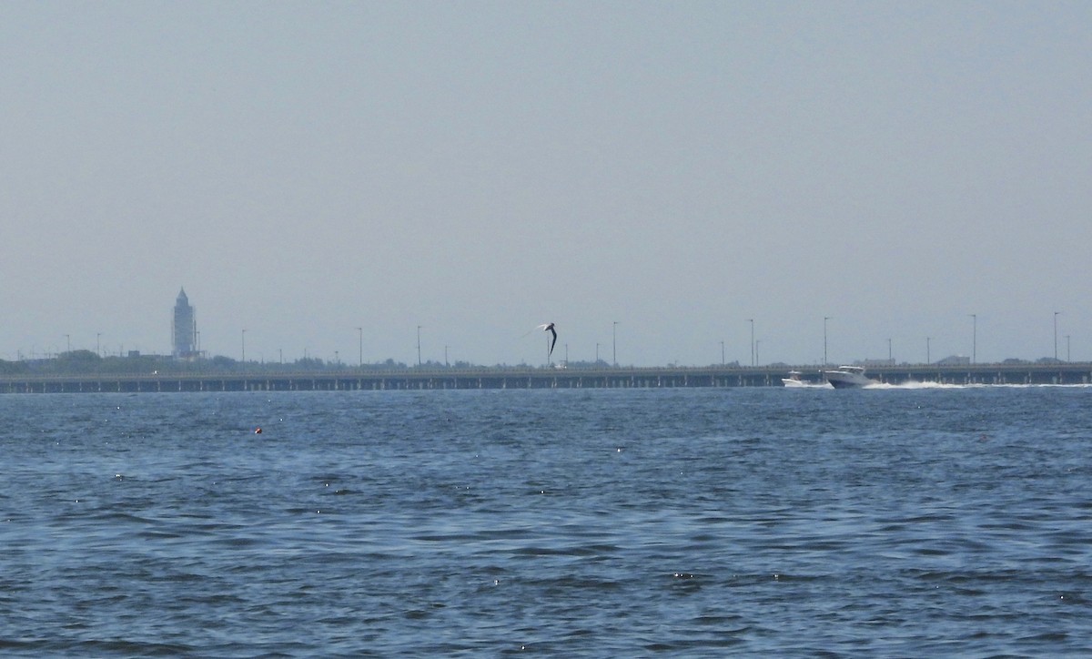 Common Tern - ML250221561