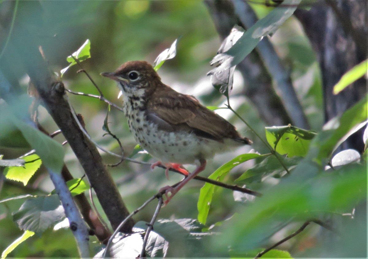 Wood Thrush - Kevin Topping