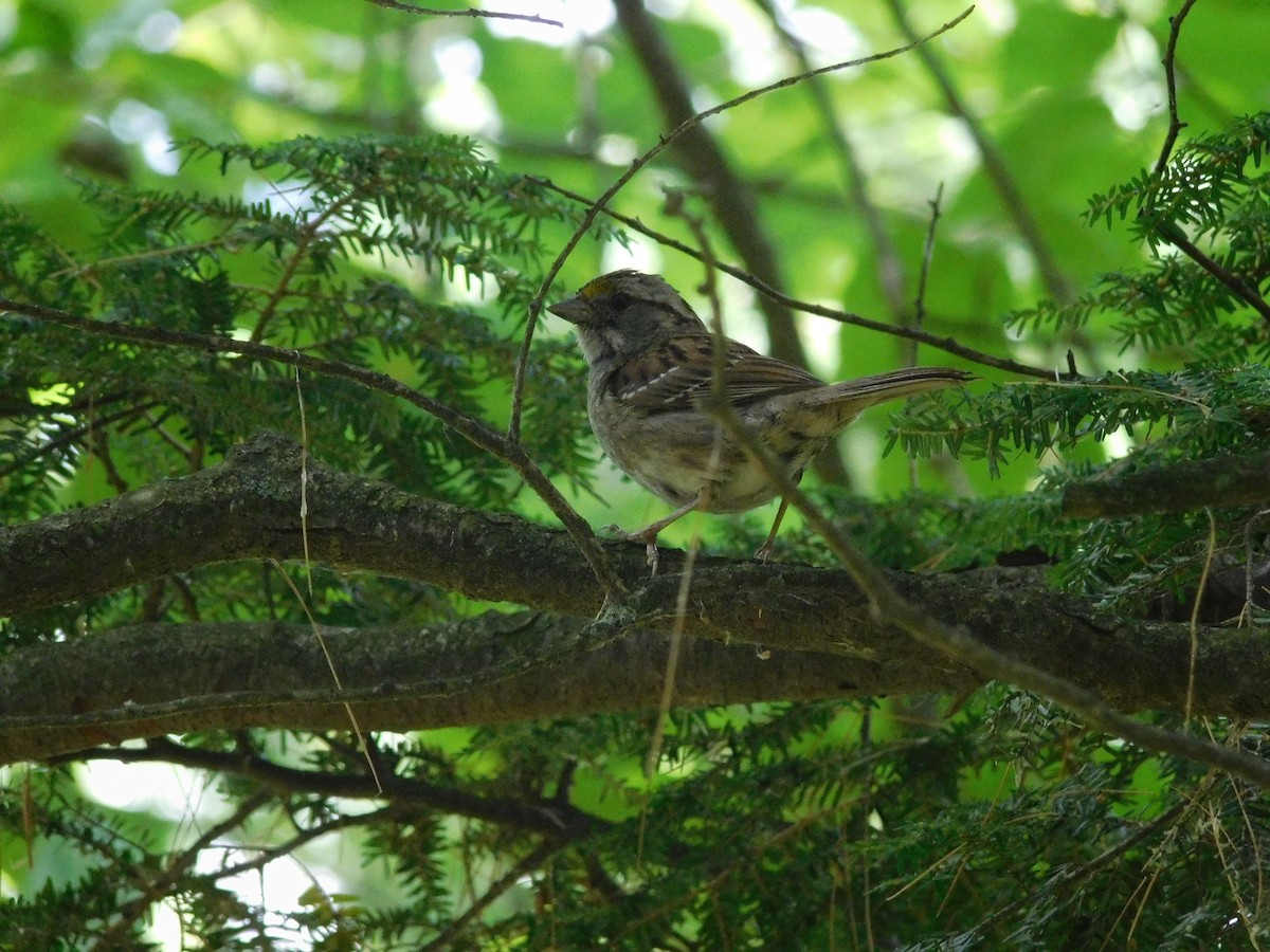 White-throated Sparrow - ML250222781