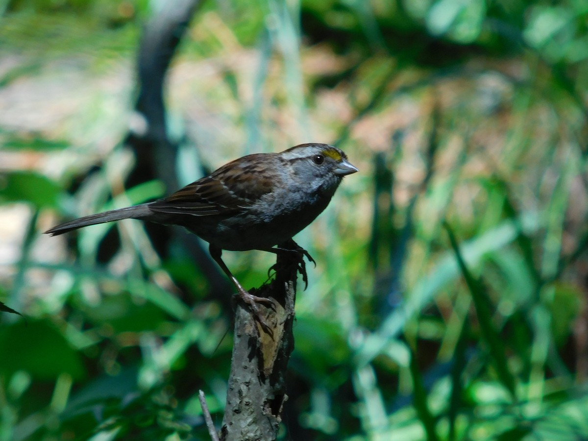 White-throated Sparrow - William Irwin