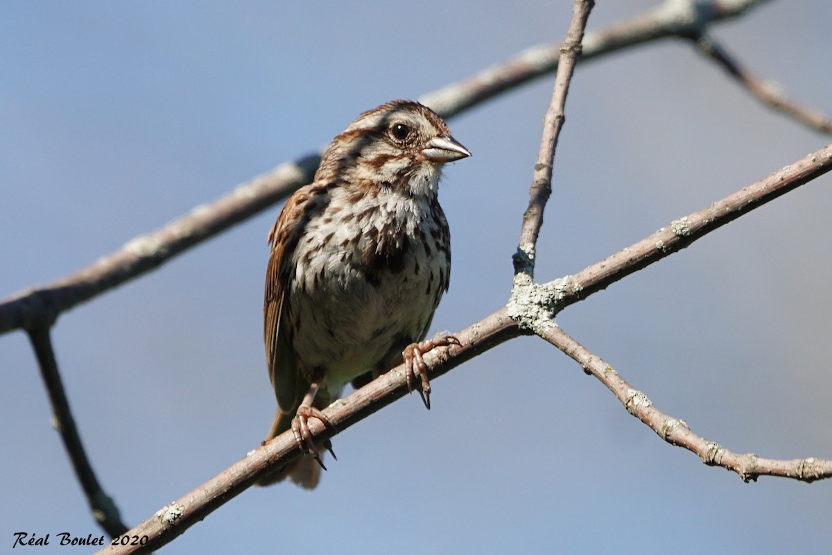 Song Sparrow - ML250223281
