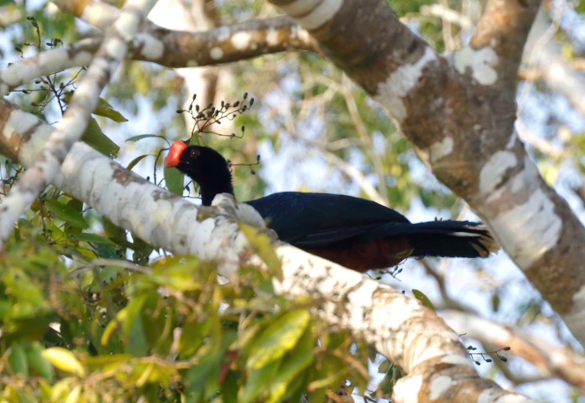 Razor-billed Curassow - ML250225491