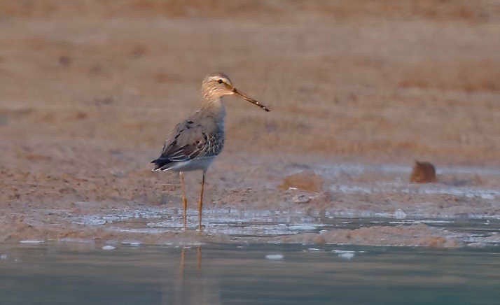 Stilt Sandpiper - ML250226091