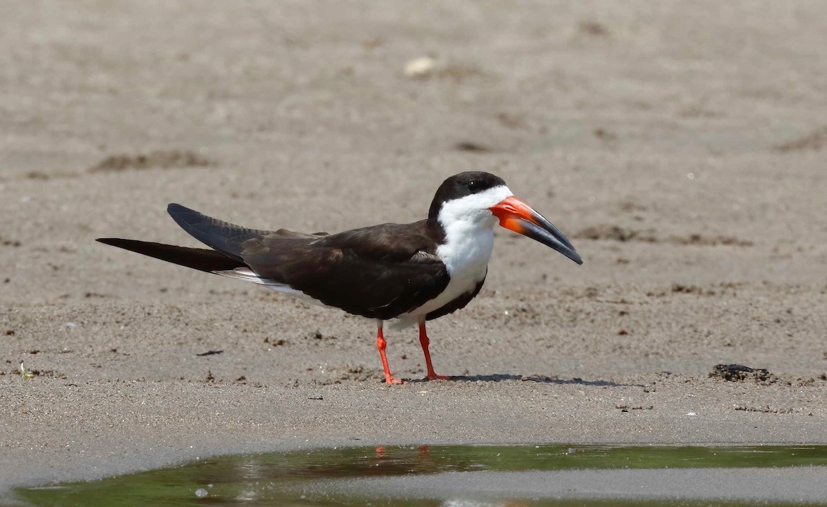 Black Skimmer - ML250226301