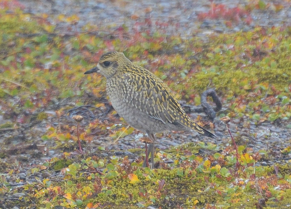 Pacific Golden-Plover - Ron Furnish