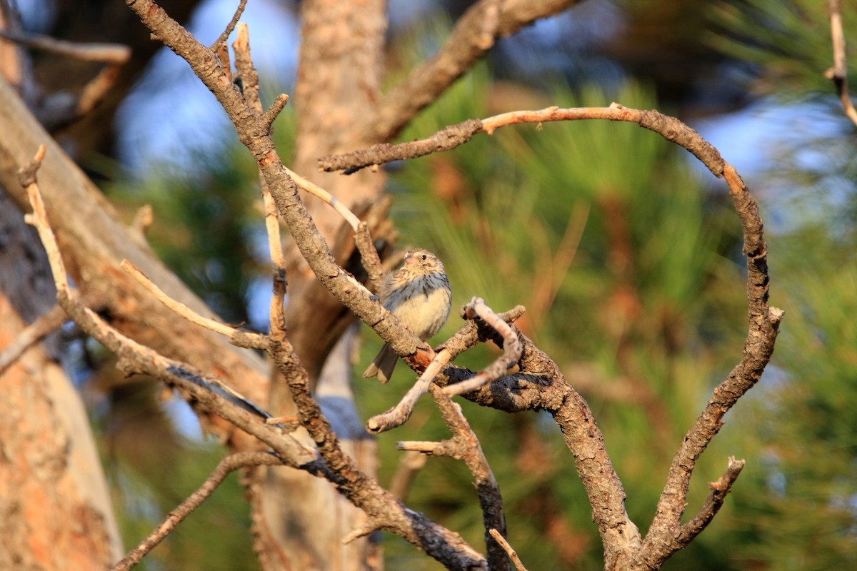 オジロヒメドリ - ML250226781