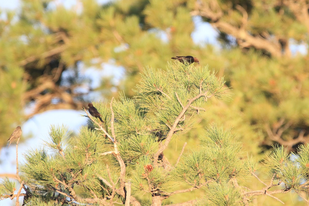 Brown-headed Cowbird - ML250227011