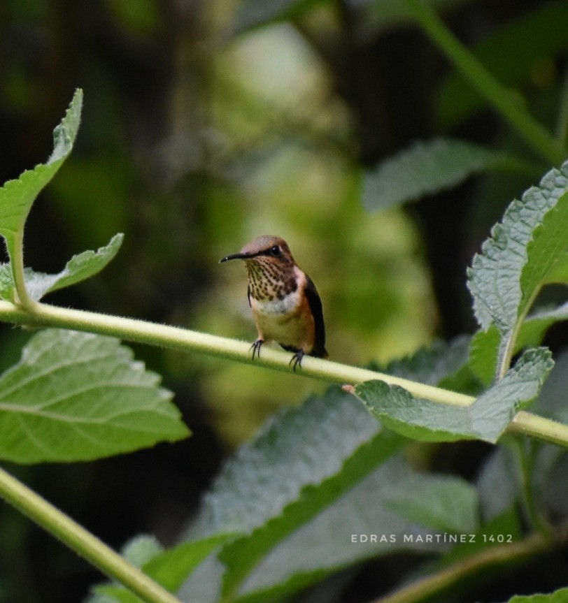 Wine-throated Hummingbird - ML250230261