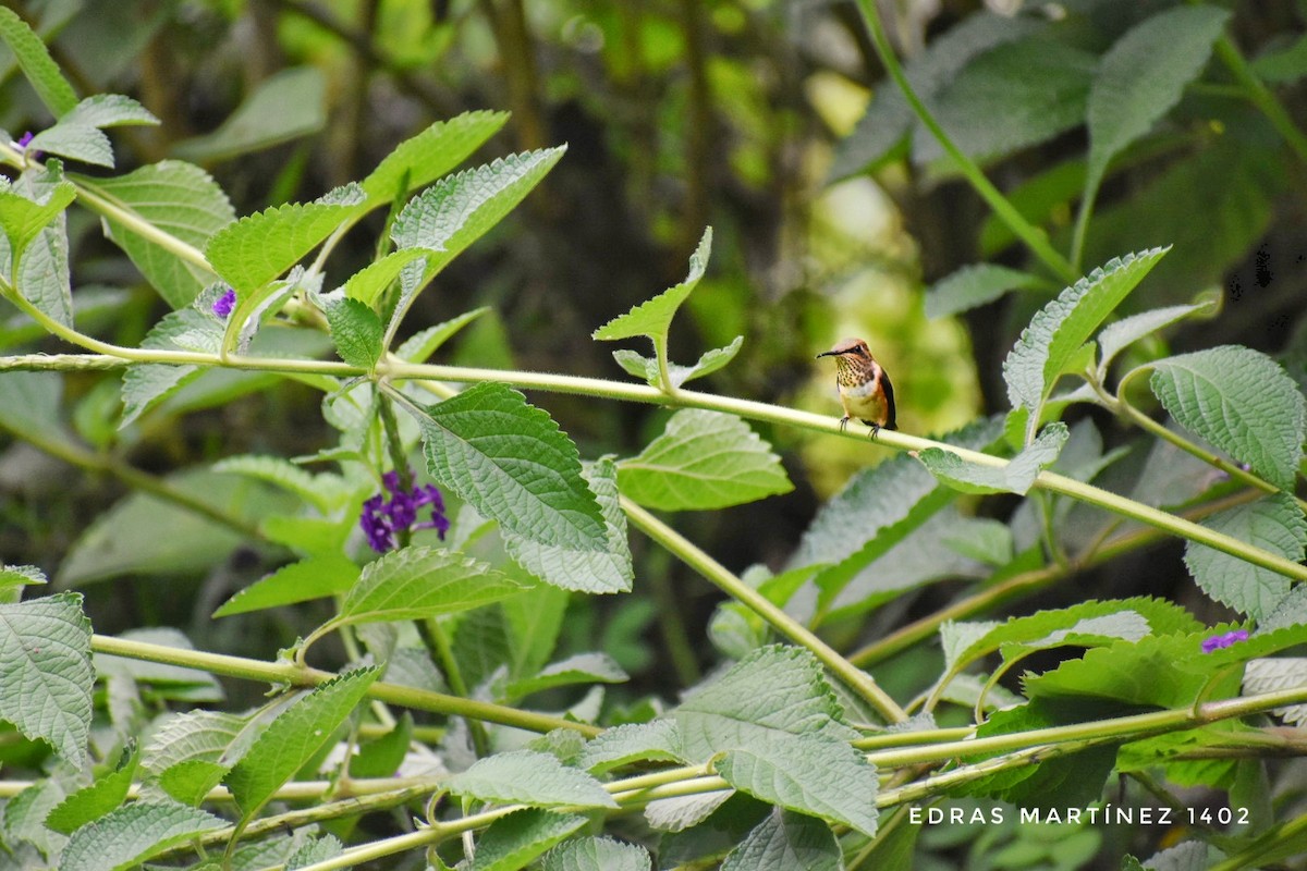 Wine-throated Hummingbird - ML250230281