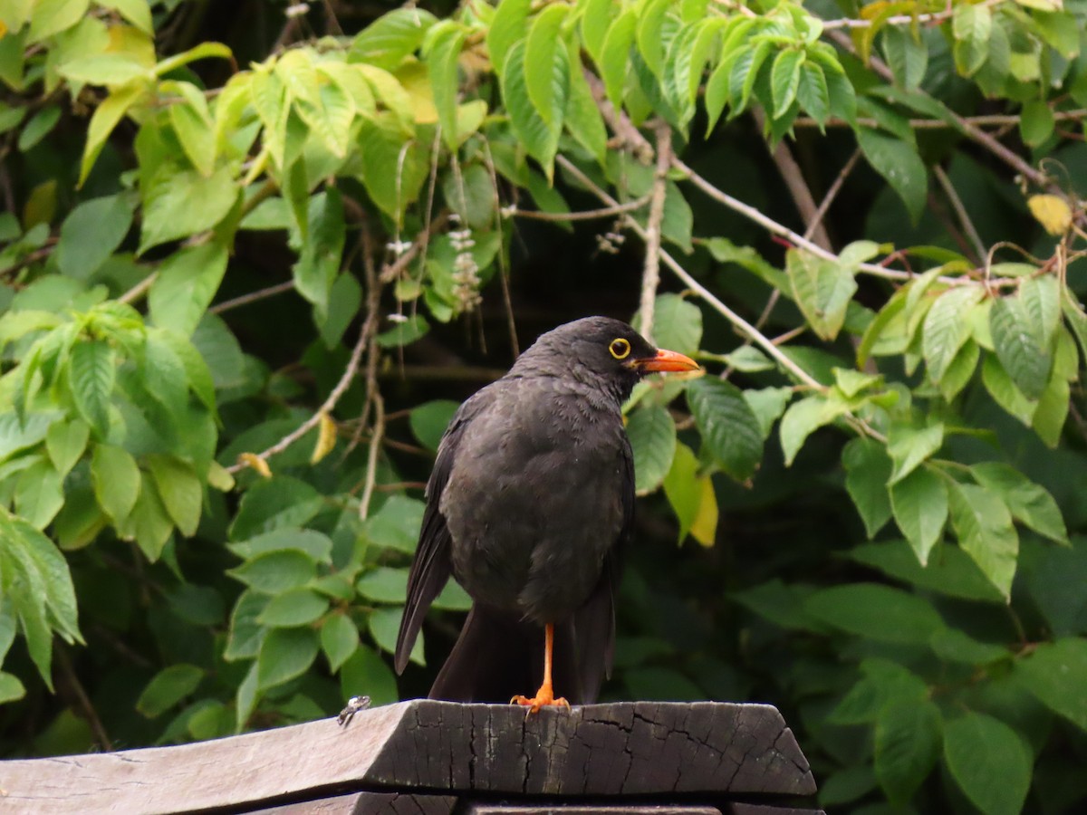 Great Thrush - Daniel Arias-Cruzatty