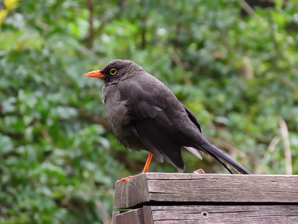 Great Thrush - Daniel Arias-Cruzatty @urban_ornis