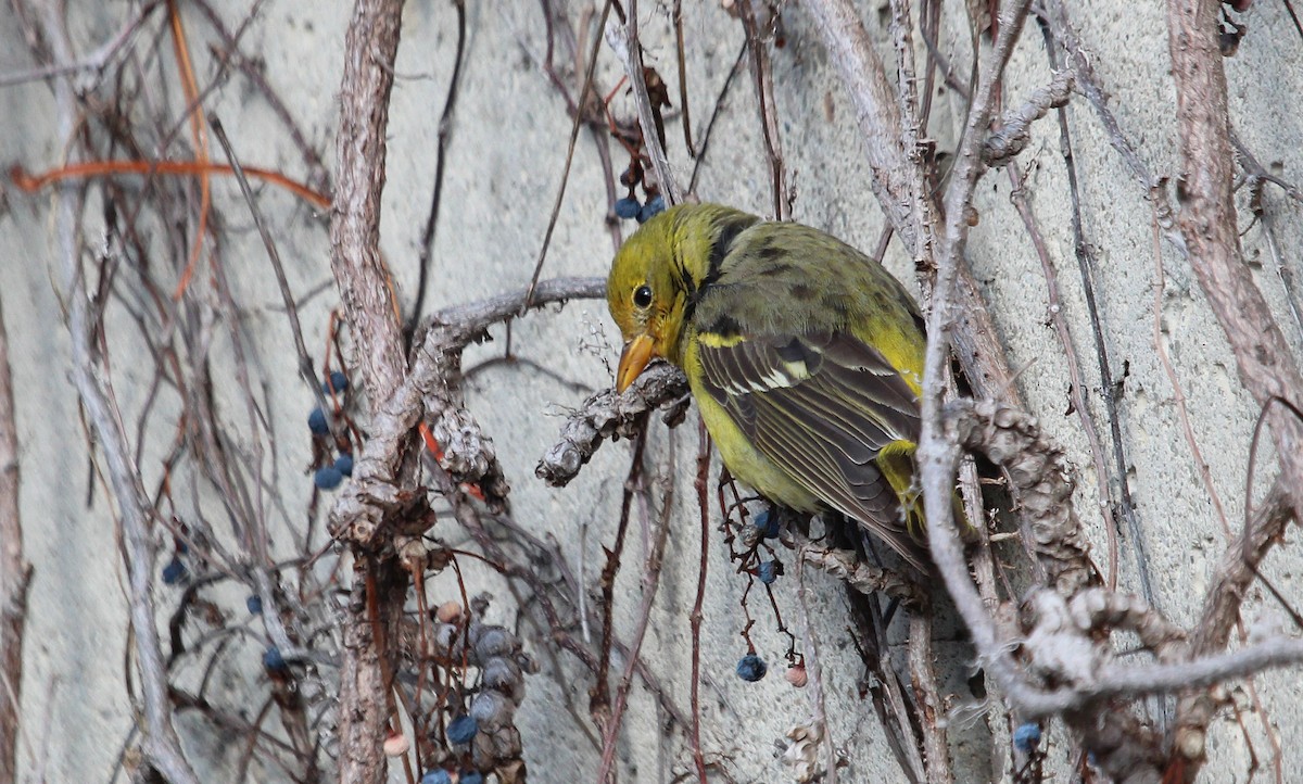 Western Tanager - Alexander Lees