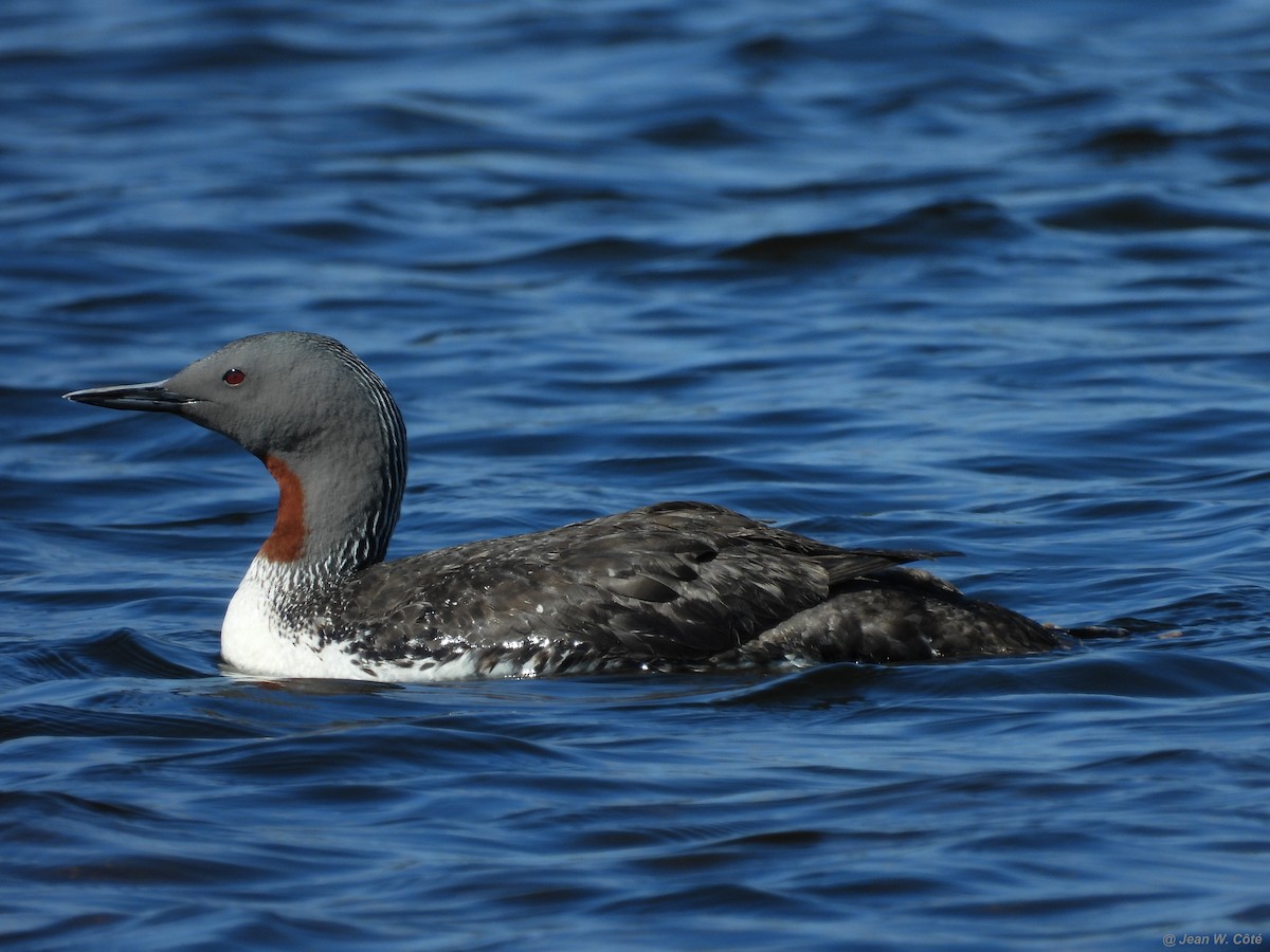 Red-throated Loon - Jean W. Côté