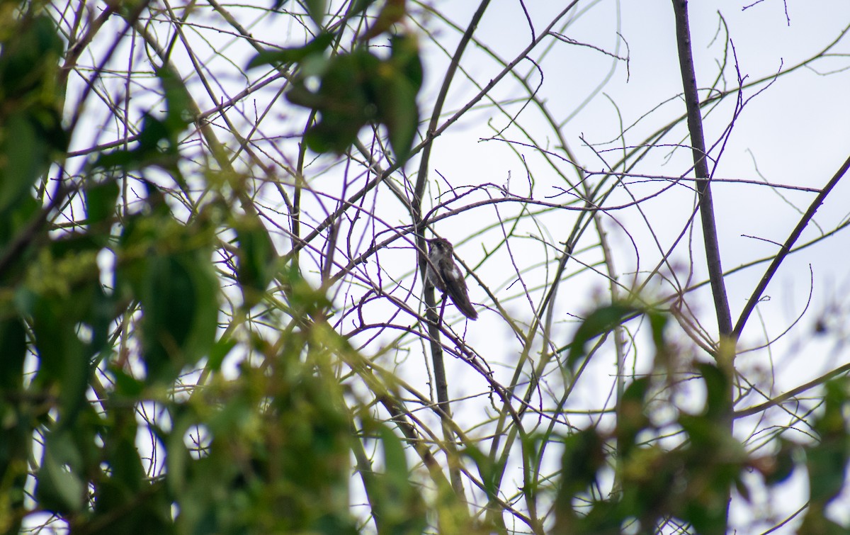 Colibrí Pochotero - ML250237331